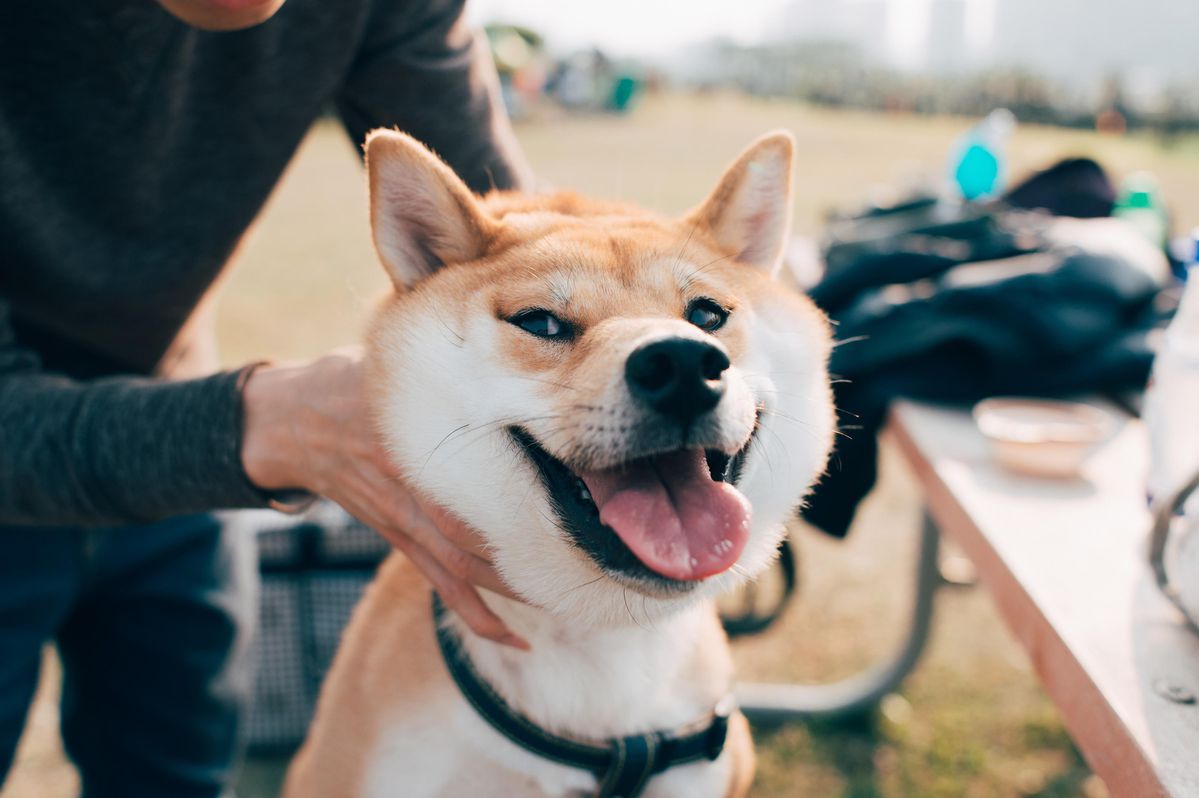 Dogecoin Stages A Comeback Amid Crypto’s $300 Billion ...