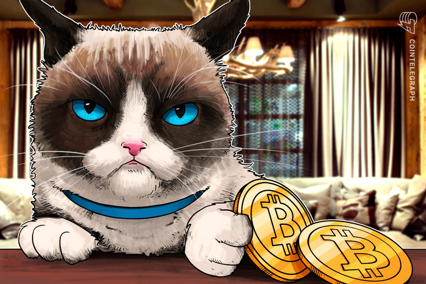 Bitty Kitty: Cat spoils Bitcoin node during price crash with ‘dirty protest’