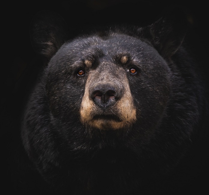Bear Market, a bear