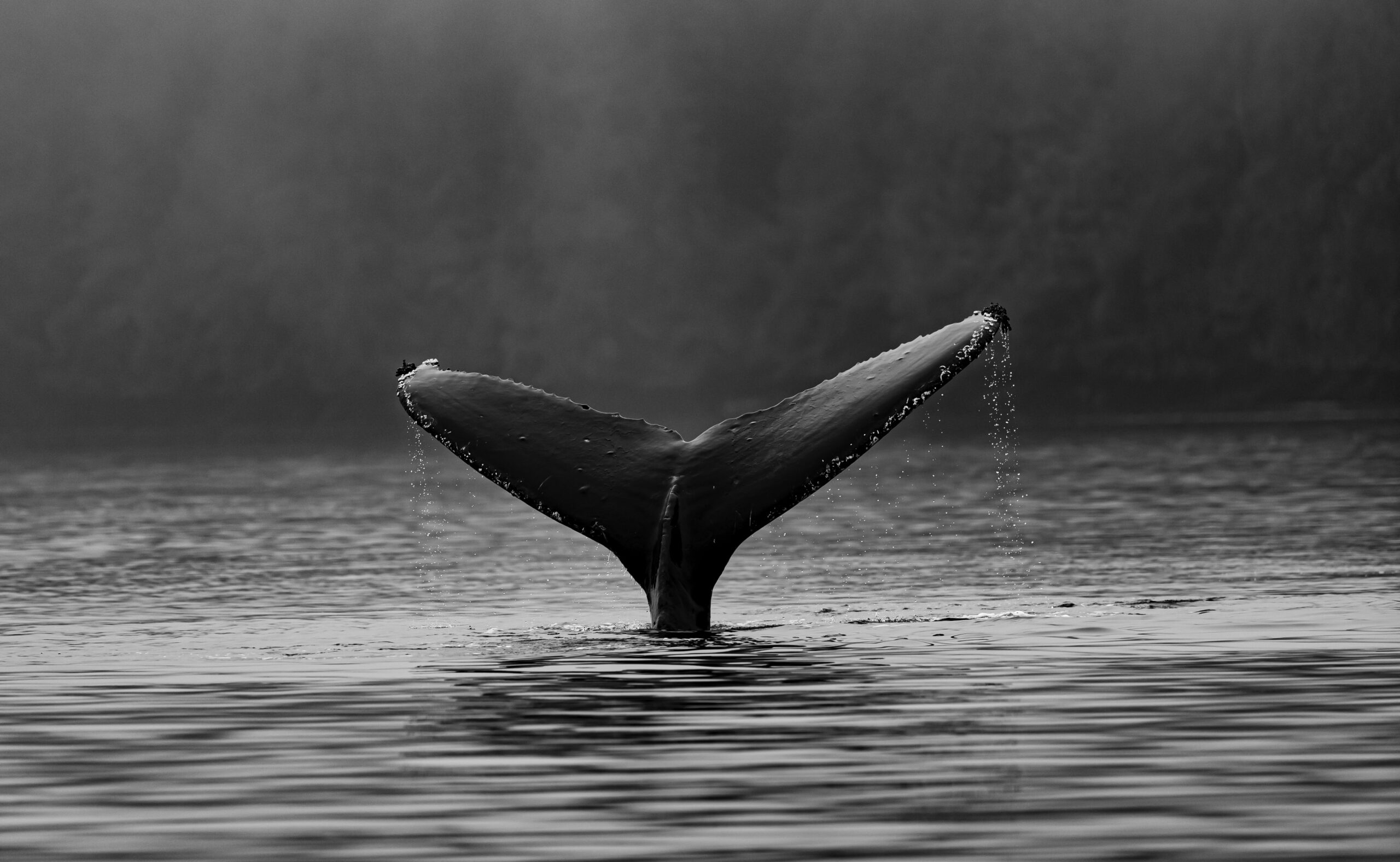 Bitcoin Slips Below $16k As Older Whales Show Signs Of Dumping