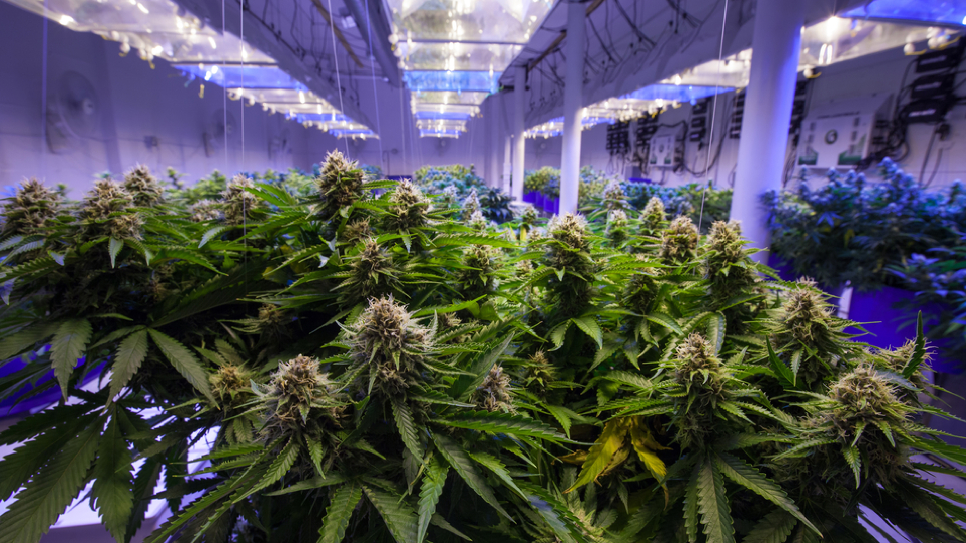 California Cannabis Growers Adopts Blockchain to Track Plants