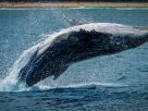 Bitcoin monster whale Susquehanna